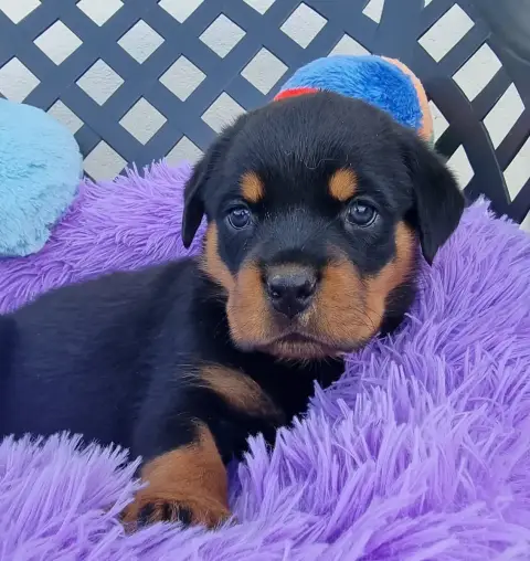 Rottweiler  Bichette De L'Arbre Des Batailles