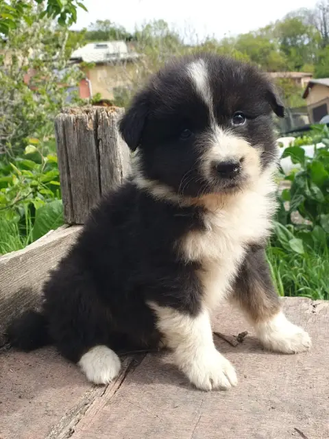 Berger Australien  Chiot N°2 Male De La Campagne De P e04e2