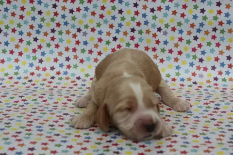 Cocker Spaniel Anglais  Male Fauve Clair Of Caniland' 4b994