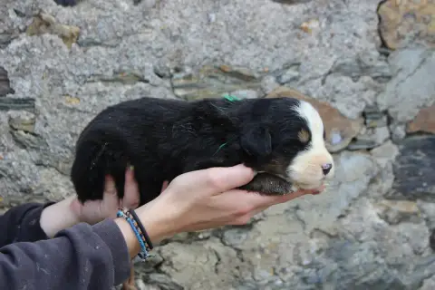 Bouvier Bernois  Chiot 3 De La Vallée De L'Hyrome photo 2