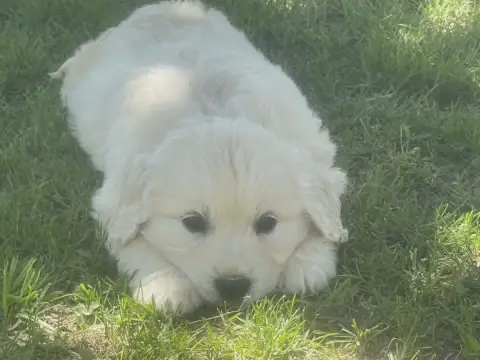 Golden Retriever  Biscotte Des Douceurs De Plume