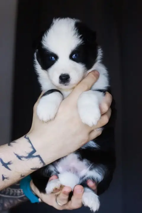 Laika De Iakoutie  Monsieur Bleu Winter Never Dies photo 3