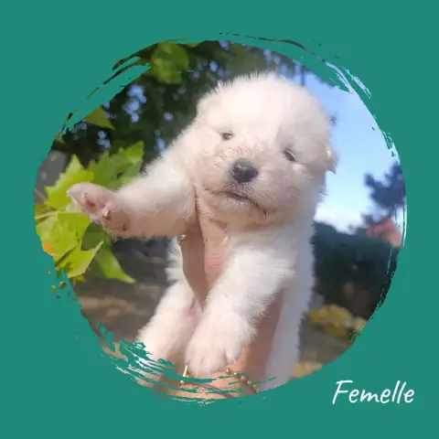 Adopter Samoyède 
                        Chiot 6