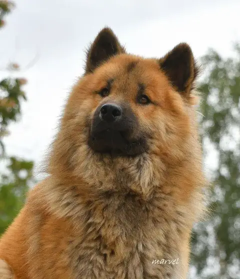 Eurasier  Mr Bleu Des Hauts De Chamboursat photo 2