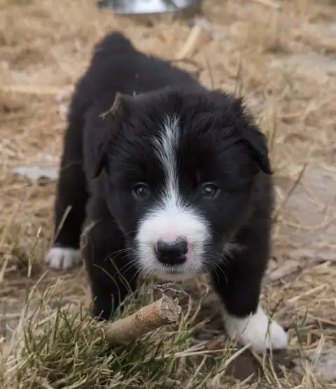 Border Collie  Björn De La Flam Blanche