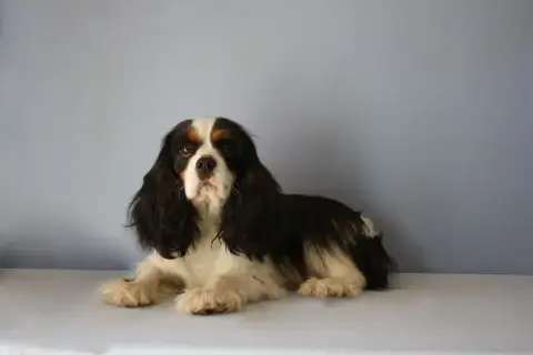 Cavalier King Charles Spaniel  Chiot N°4 photo 2