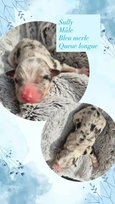 Berger Australien  Sully Du Domaine Des Belles Aubois 42c53
