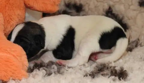 Fox Terrier Poil Lisse photo 3