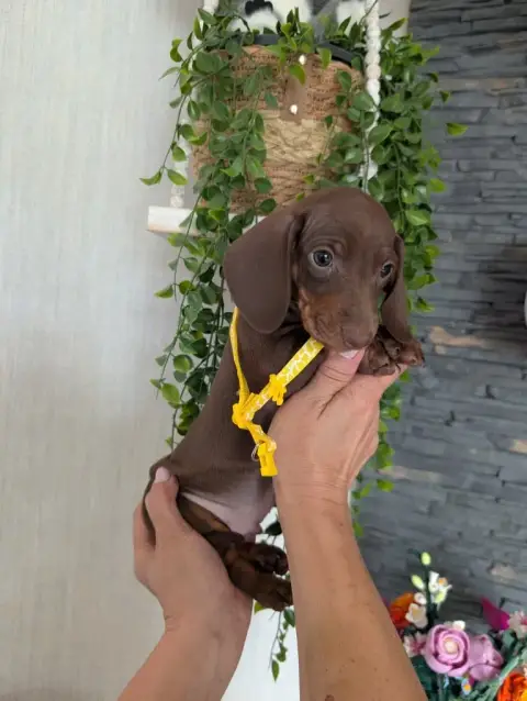 Teckel Poil Ras  Chiot N°4 Du Dom Fleur D'Amour