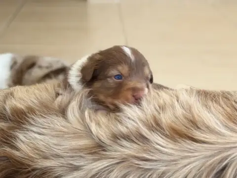 Berger Australien  Chiot 6 Au Royaume Des Jolies Perl 8bcfb photo 2