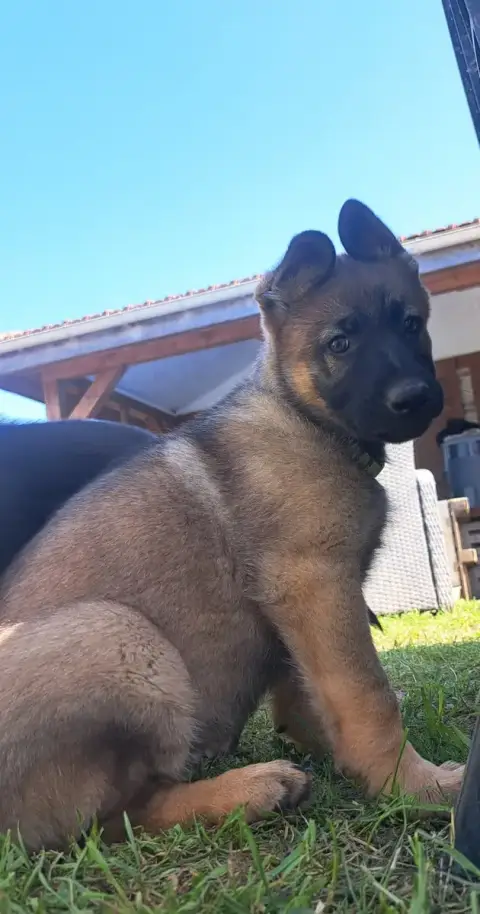 Berger Allemand  Britta photo 2