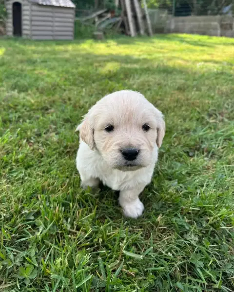 Golden Retriever  B... Colliervert Des Gardiennes De  6d4d1