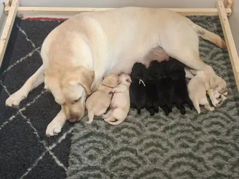 Adopter Labrador Retriever 
                        Bulle Des a785c