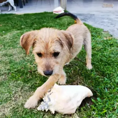 Noisette, La Mignonne Louloute