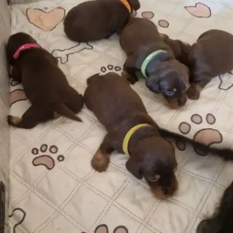 Chiots Teckels Nains