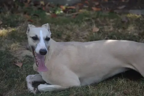 Whippet  Chiot N°1 Mady'N Alphysia photo 3