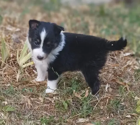 Shetland Sheepdog  Chiot N°6 Des Touches Noires photo 2