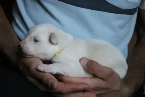 Laika De Iakoutie