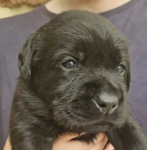 Labrador Retriever  Noire 3 Des Terres Sacrees photo 2