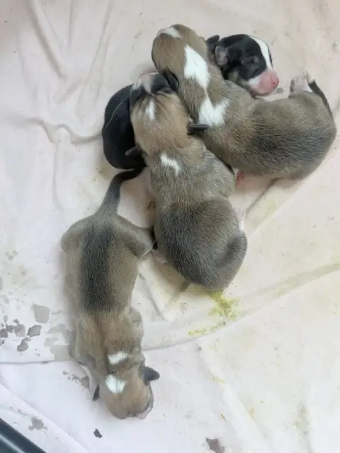 Welsh Corgi Pembroke 
                        B