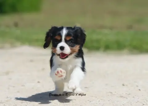 Cavalier King Charles Spaniel  Baya De La Bergerie D' 88034 photo 2