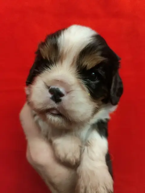 Cavalier King Charles Spaniel  Chiot N°1 Du Souvenir  56743