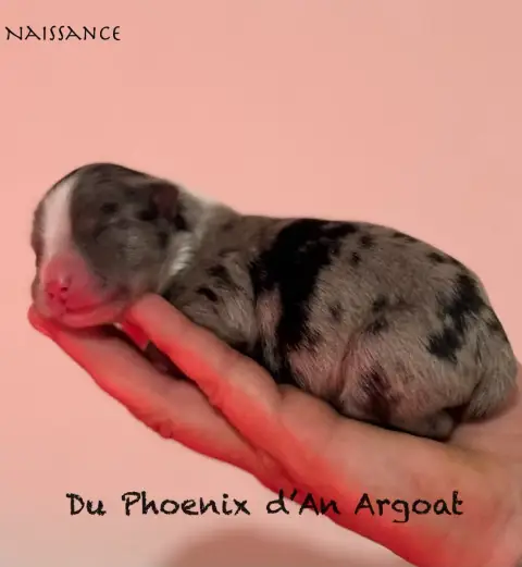 Berger Australien  Chiot 6 Du Phoenix D'An Argoat photo 3
