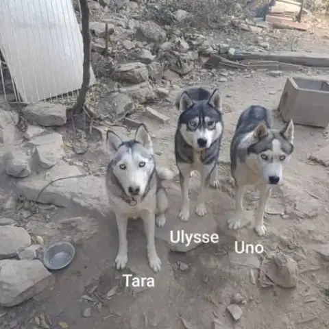 Chien Tara À L Adoption