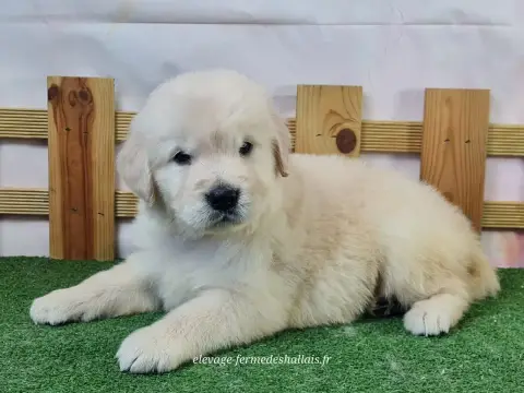 Golden Retriever  Balrog Du Mont De La Chenaie photo 3