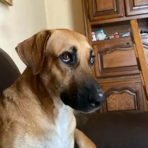 Guelia, Joli Coeur À Prendre