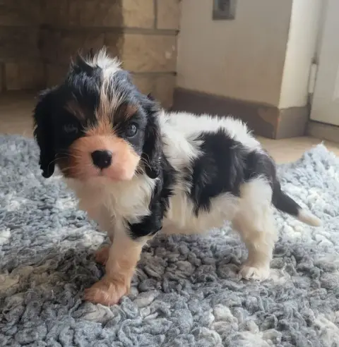 Cavalier King Charles Spaniel photo 2