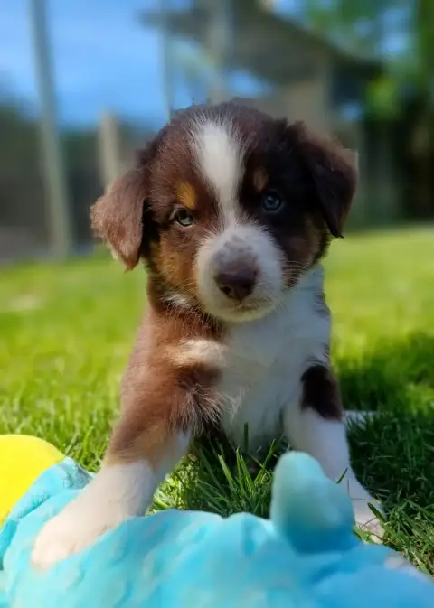 Berger Américain Miniature  Chiot N°5 Des Touches Noi cc398 photo 2