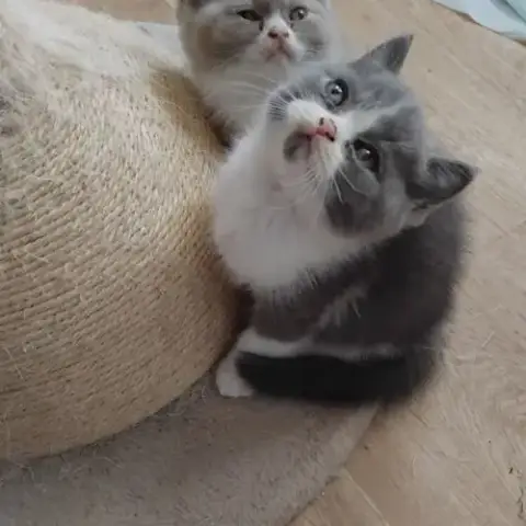 Adopter Adorable Chaton British Shorthair Loof A Reserver