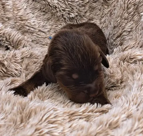Cocker Spaniel Anglais  Boris