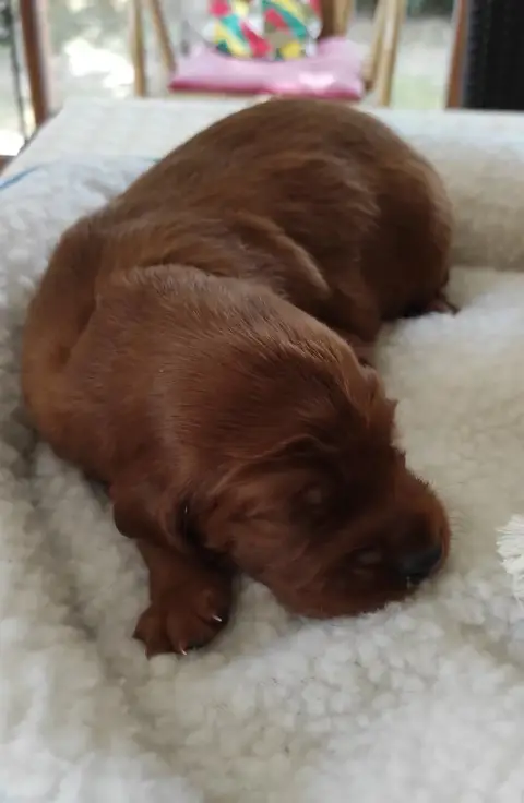 Setter Irlandais Rouge 
                        Chiot 2a5c8 photo 2