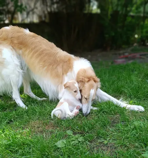 Barzoi  Blondie photo 3