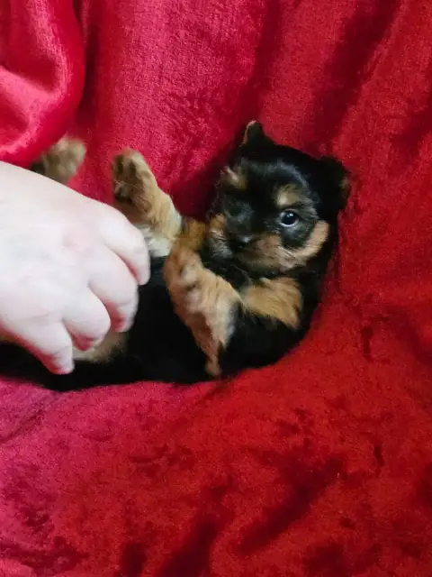 Yorkshire Terrier  Bernard De La Vallee De Cande photo 3
