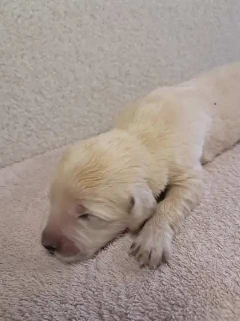 Golden Retriever  Bella Du Royaume D Helfy Du Royaume 81636 photo 2