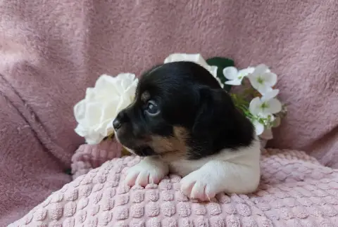 Jack Russell Terrier  Bb6- photo 2
