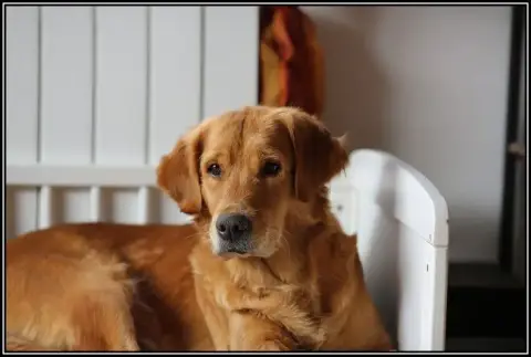 Golden Retriever  Banjo photo 3