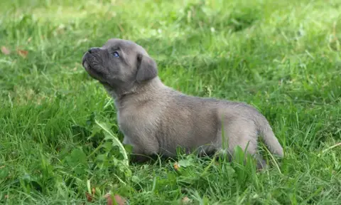 Cane Corso  Chiot N°3 photo 2
