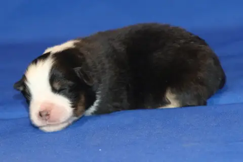Berger Australien  Chiot N°4 Du Domaine De La Canurie 7dc09 photo 2