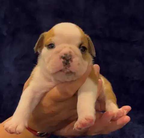 Bulldog Anglais  Male 1 Des Praz D'Orépac