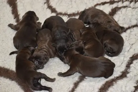 Labrador Retriever  Chiot 3 Du Moulin Sault