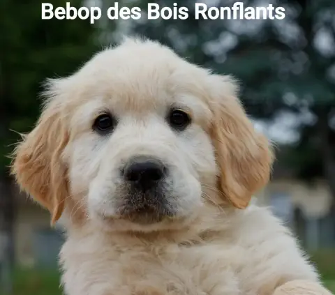 Golden Retriever  Bebop Des Bois Ronflants photo 2