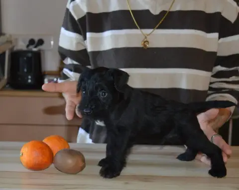 Schnauzer Miniature  Chiot 5 De Tierra Lemi photo 2
