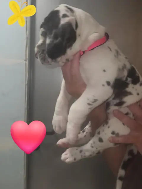 Dogue Allemand  Chiot N°7 Balàha Du Temple Sacré D'Hé ea986