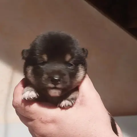 Shiba  Chiot 2 Du Lac De Beaulieu