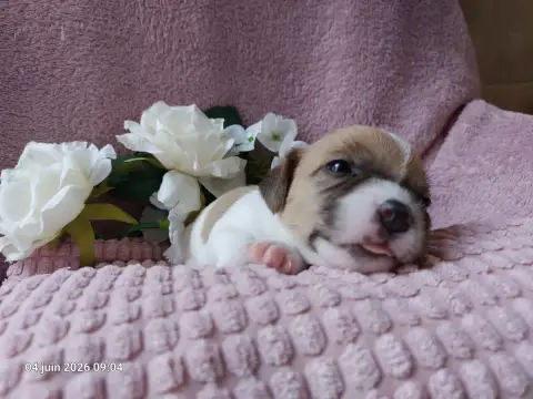 Jack Russell Terrier  Bb5-