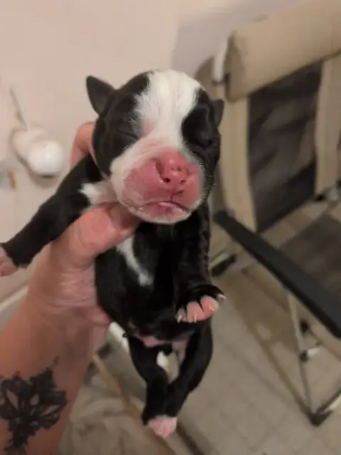 Bulldog Continental  Chiot 6 Du Paradis D'Eska